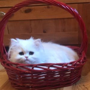 Meet your Posher, Aubrey